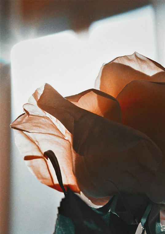 some brown rose flowers are sitting in the vase