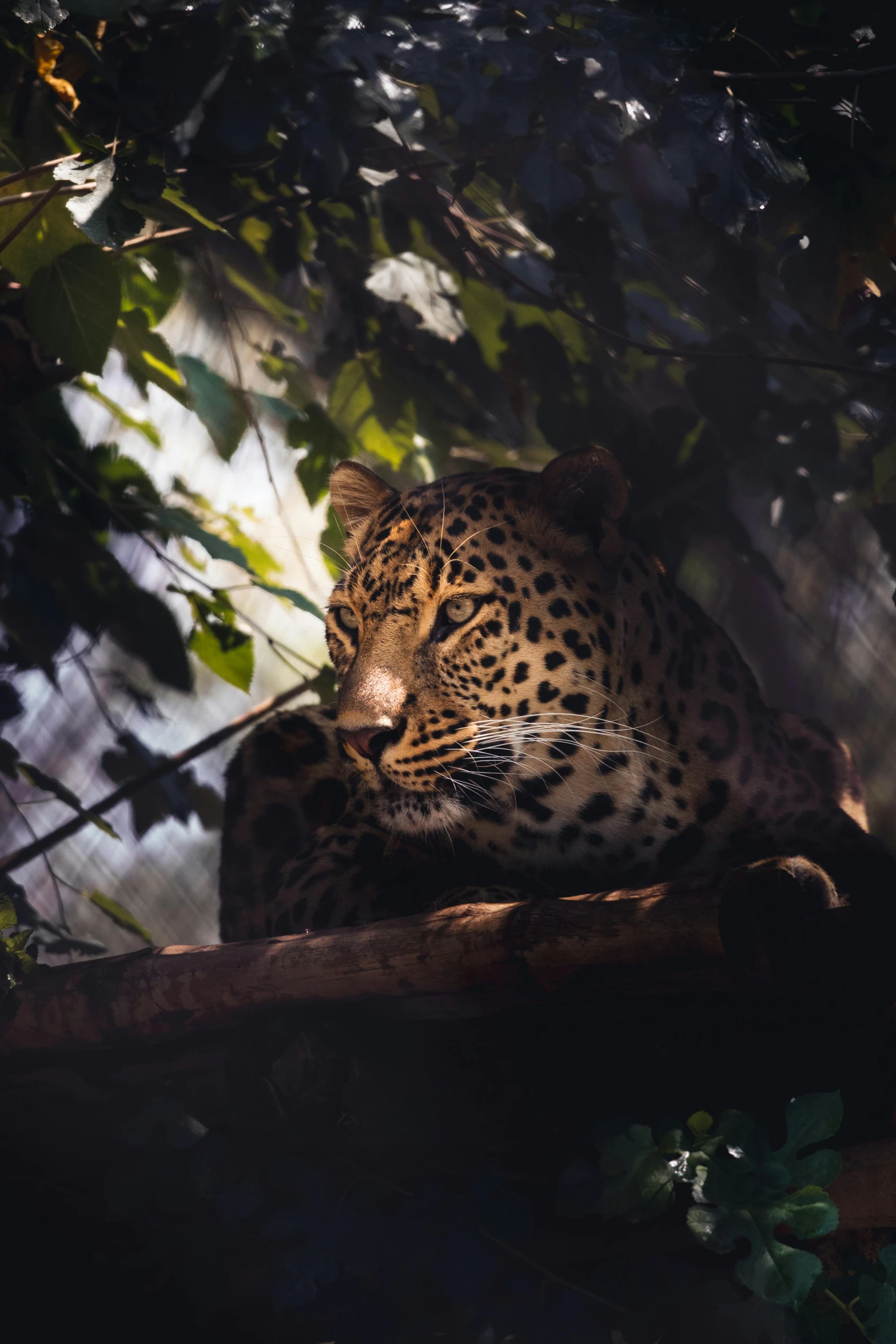 there is a large leopard laying in a tree