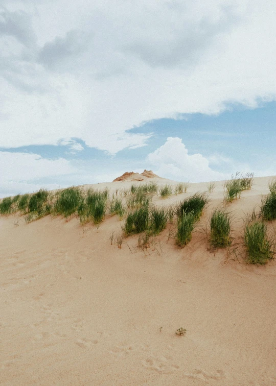 a sandy dune with grass growing all around