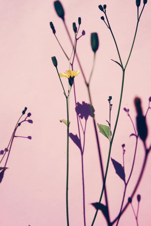 shadow on a pink wall and yellow flowers in front of them