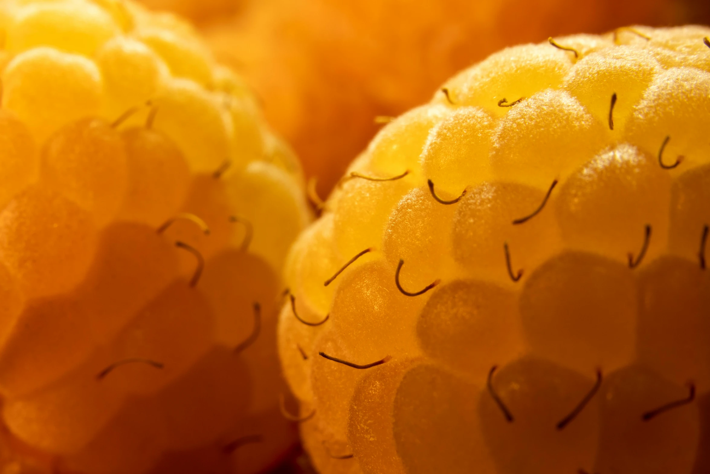 a fruit with lots of yellow stuff and faces drawn on it