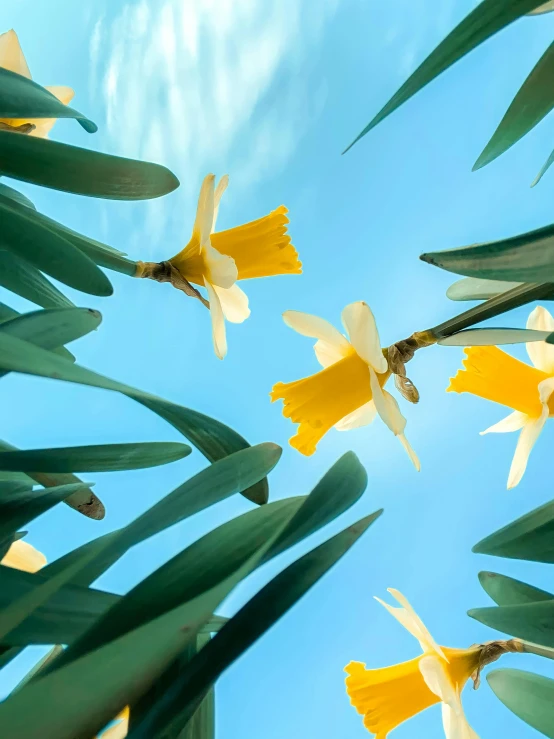 yellow flowers and green leaves are seen from below