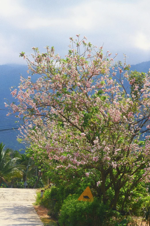 the path with many purple flowers leads to a small tree