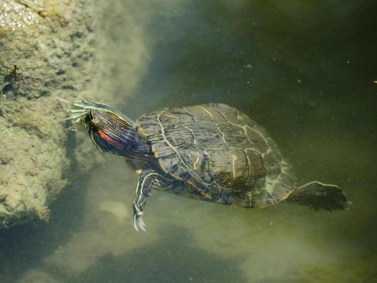 a turtle is swimming in some shallow water