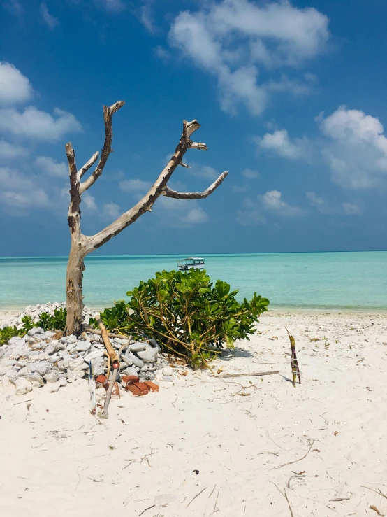 the trunk is on top of the sandy area