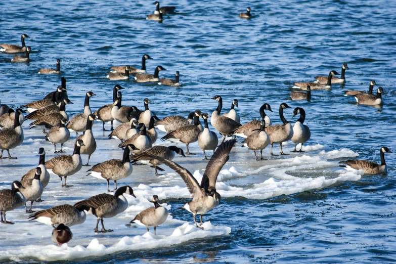 there are hundreds of birds swimming in the water