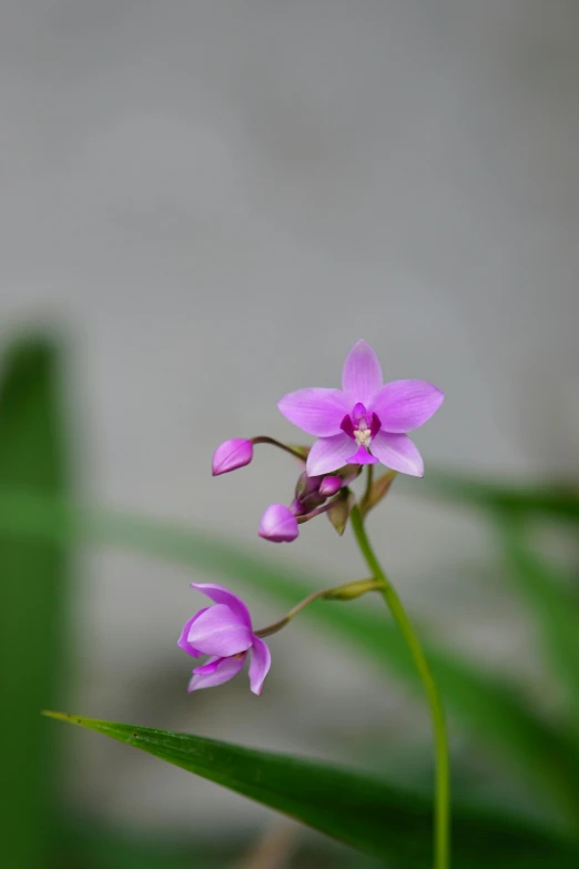 a beautiful pink flower on a plant with long leaves