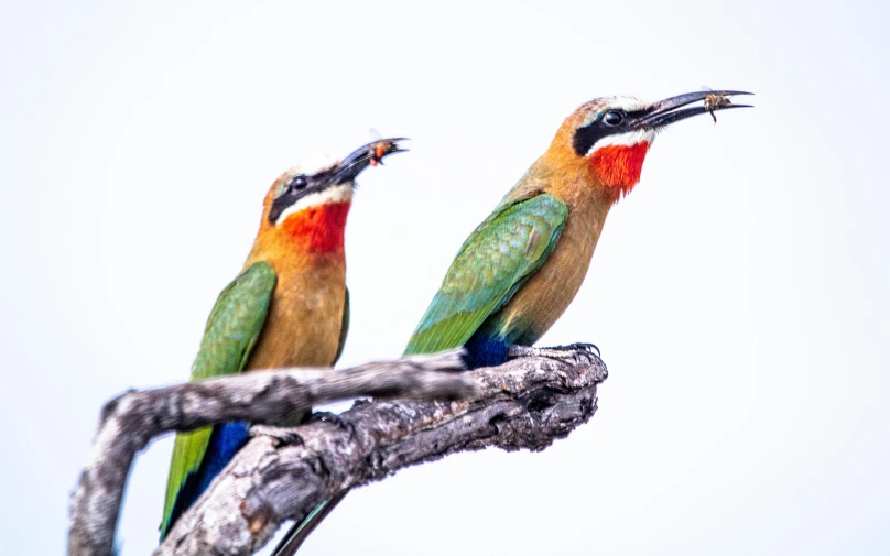 two colorful birds with beaks on a nch