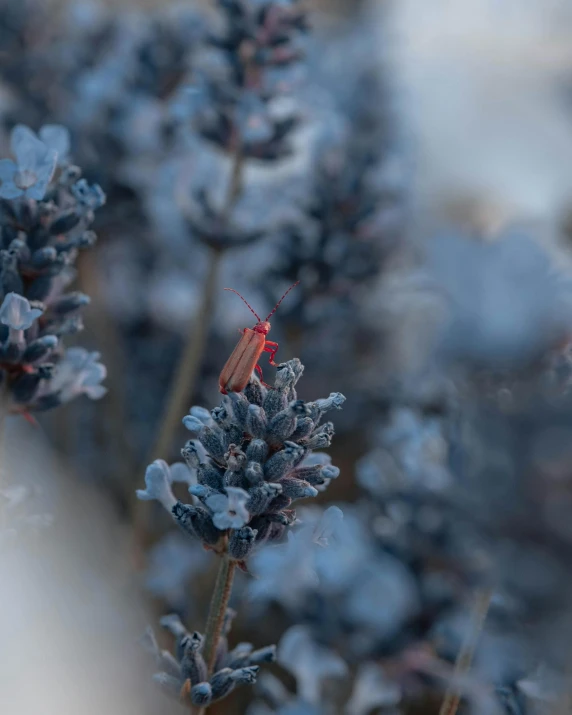 a bug on some purple flowers with no leaves