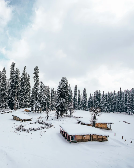 there is snow on the ground near pine trees