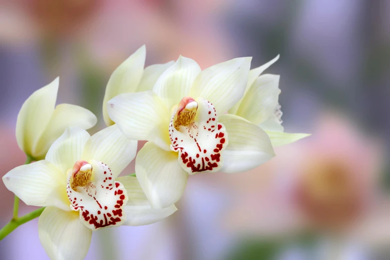 white orchids with red tips are in full bloom