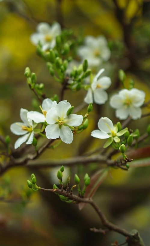 flowers are blooming on a nch with buds