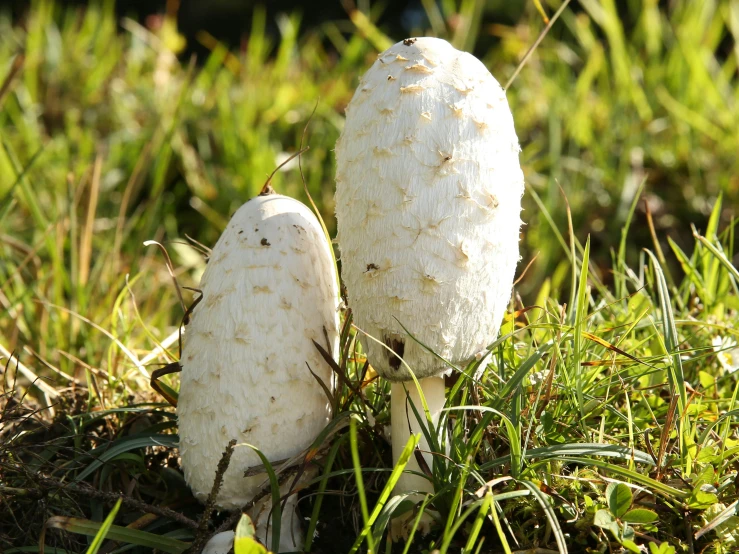 two white mushrooms sitting on the grass, one on its head