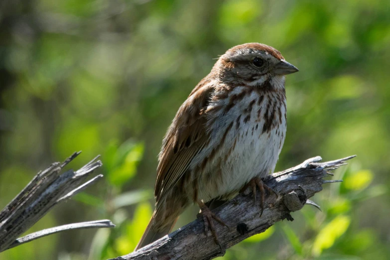 a small bird perched on a small nch