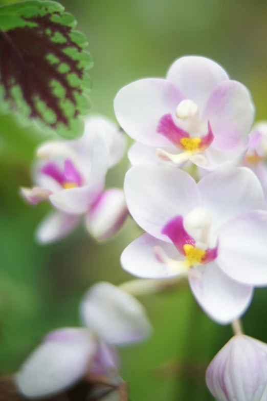 purple flowers are growing in the bushy greenery