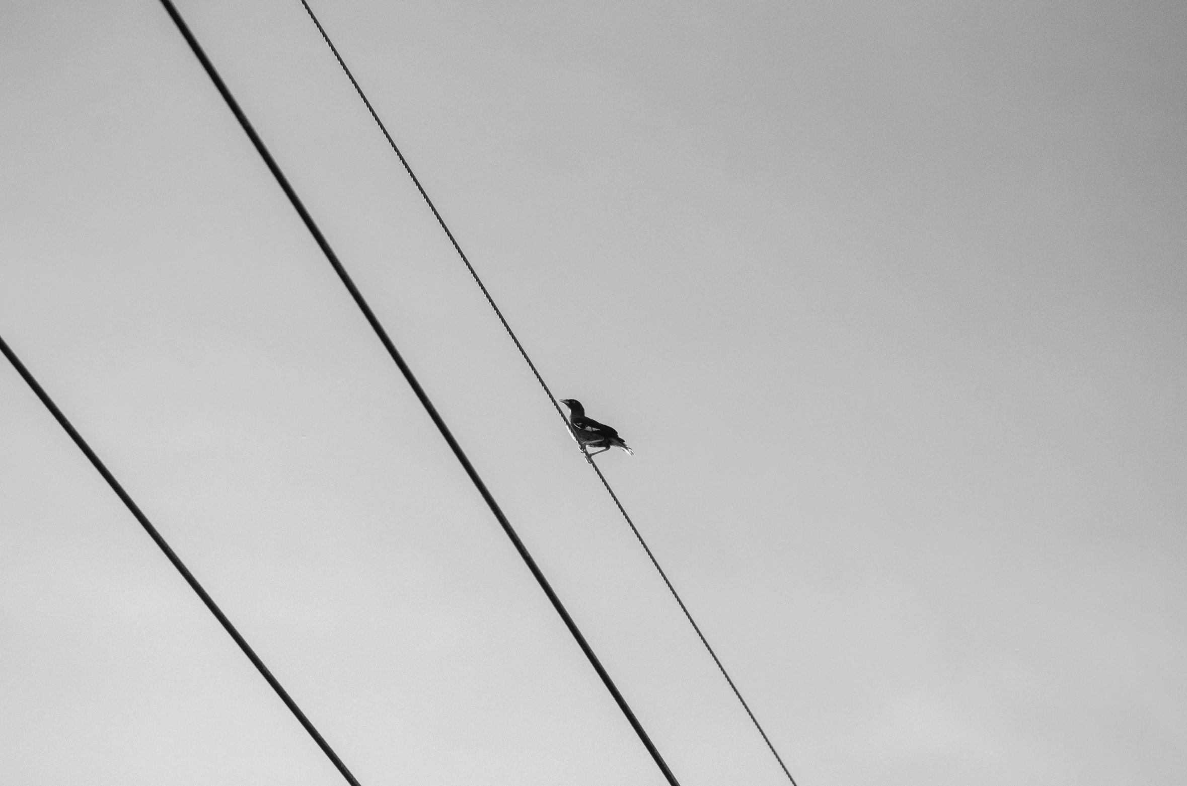 a couple of birds sitting on top of an electric line