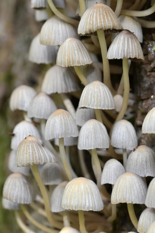 several white mushrooms clustered together in a cluster