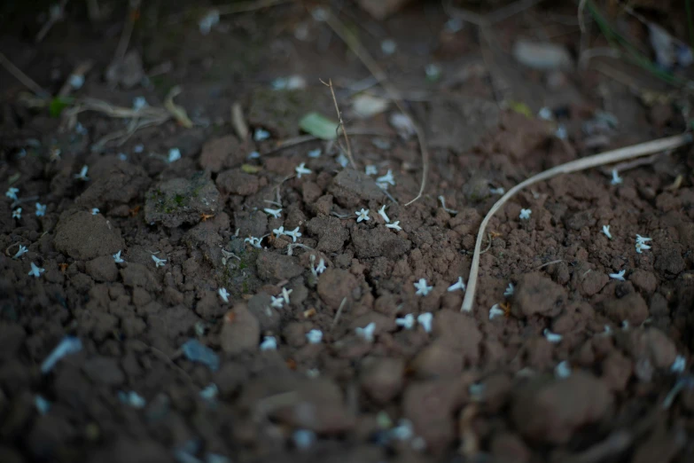 a group of little blue stars floating in the dirt