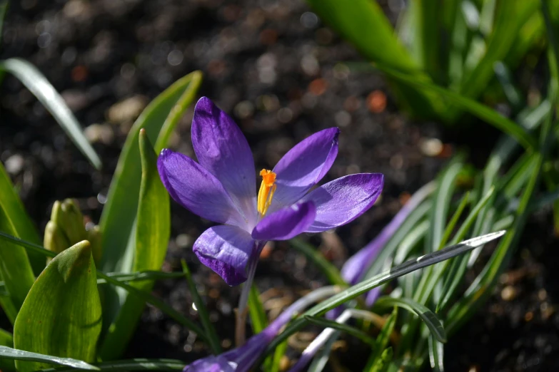 purple flowers with yellow stamen on green leaves