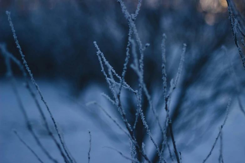 frosty reeds in a field with trees in the background