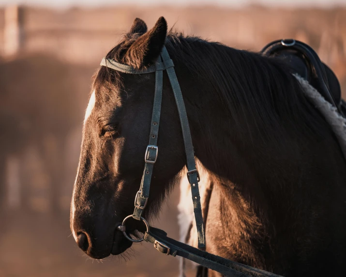 closeup view of a horse in a pasture