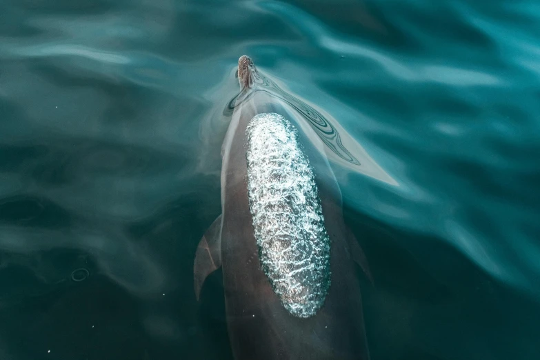 a lone dolphin swims in a body of water