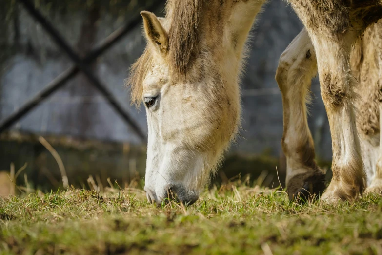 a small white horse with it's head down eating grass