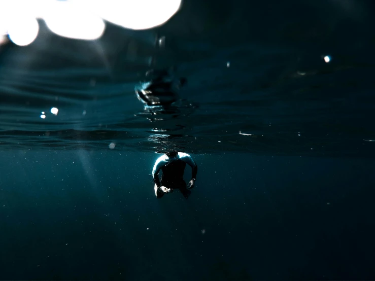 an underwater pograph of a black sea animal