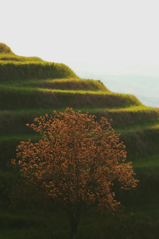 a tree stands in a field, next to a grassy hill