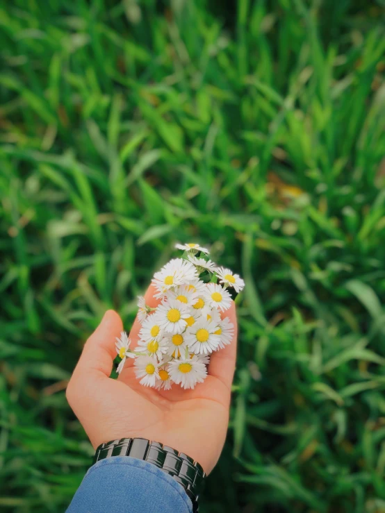 a hand holding some daisies up in the air