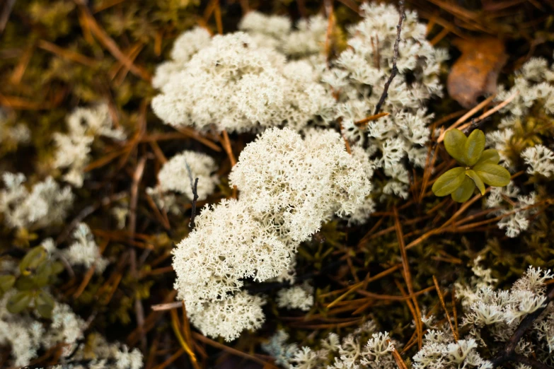 white lichen growing on the bark of plants