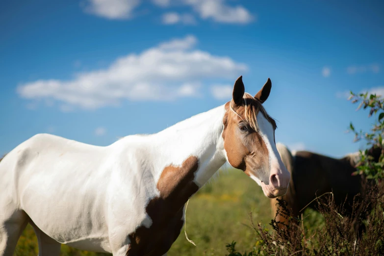 a horse on a grassy field with the sun out