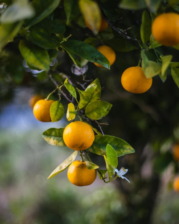 oranges on the tree with leaves and sunlight