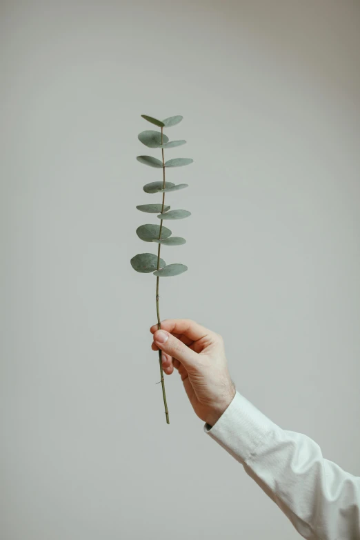 a hand holding a flower with many petals