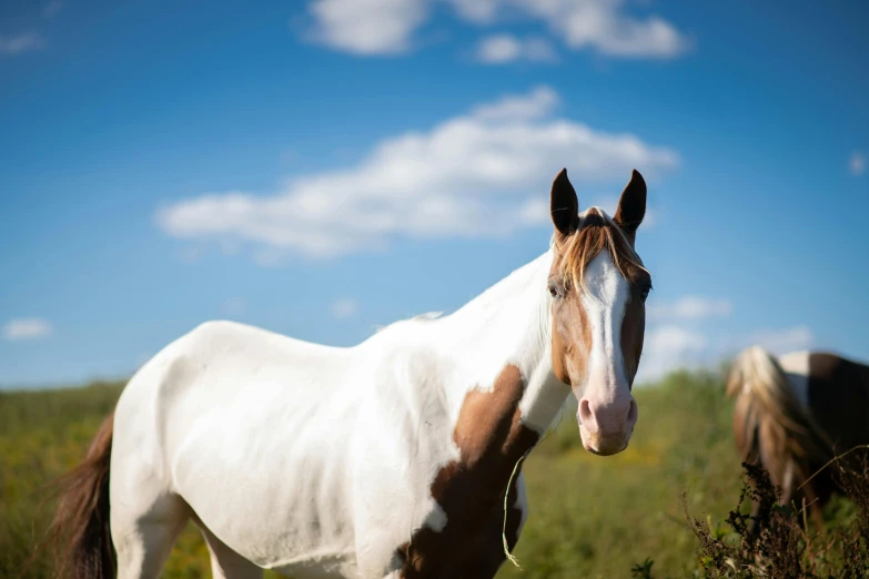 there is a horse that is standing in a field