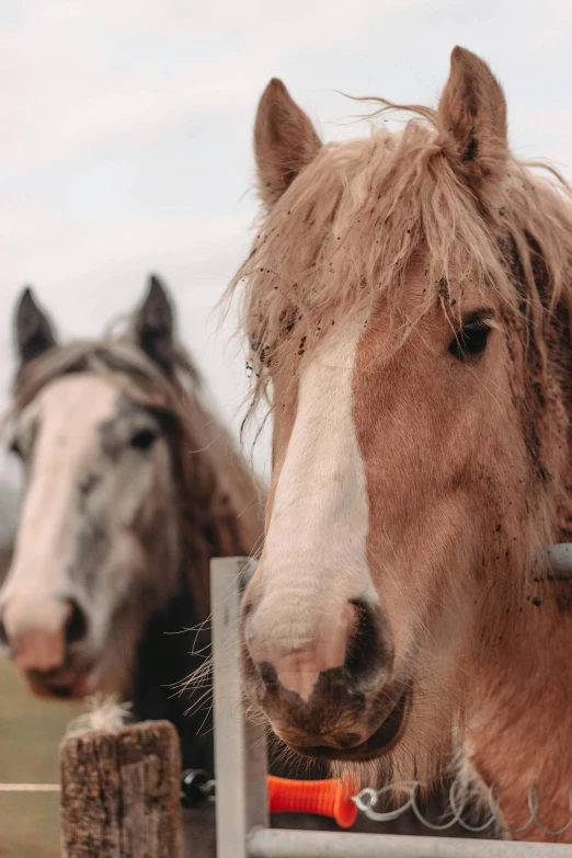 two horses look over a fence as they wait