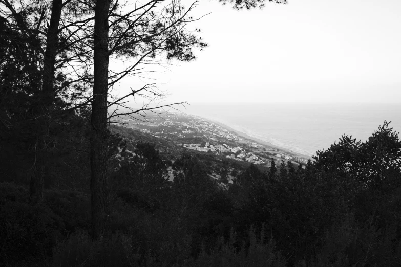 the silhouettes of trees and the mountains in the distance