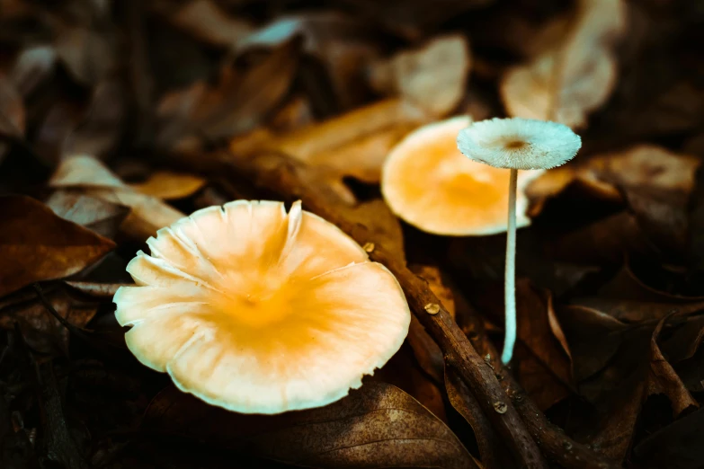 a couple of small mushrooms sitting in the middle of leaves