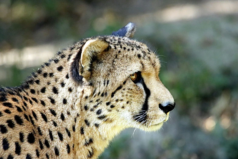 the cheetah is looking away from the camera