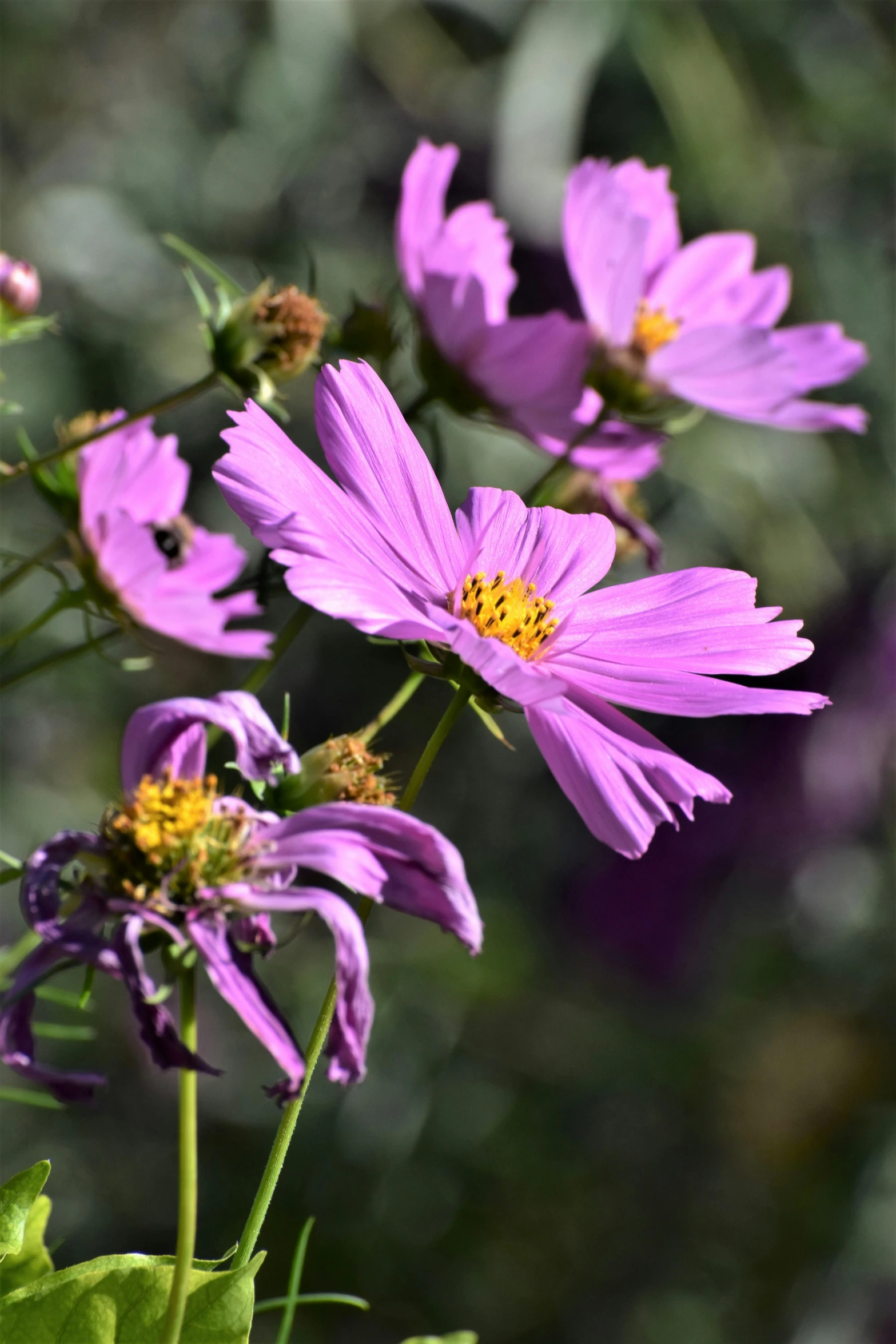 purple flowers in full bloom with lots of leaves