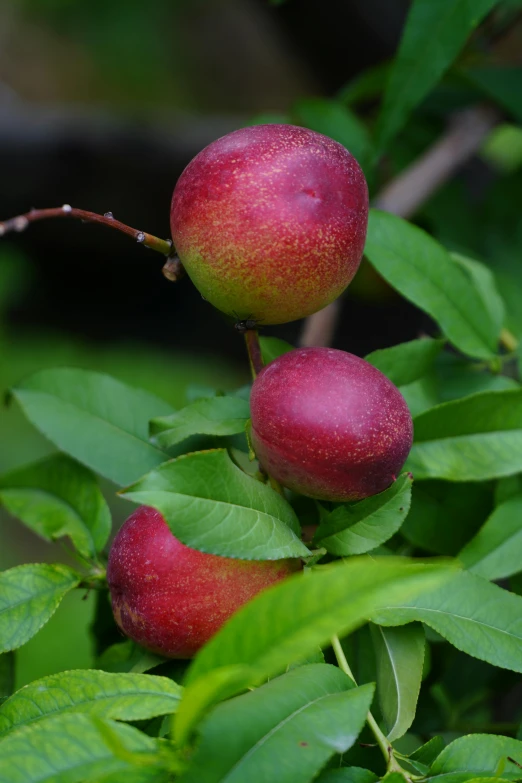 some red apples hanging from a tree limb