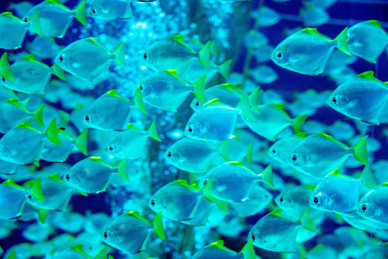 an underwater view of many little blue fish