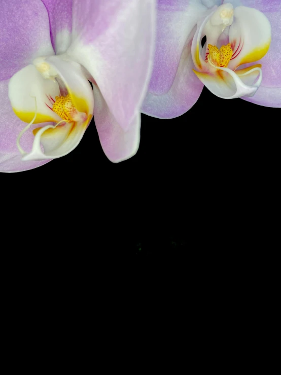 the beautiful pink flowers are on display