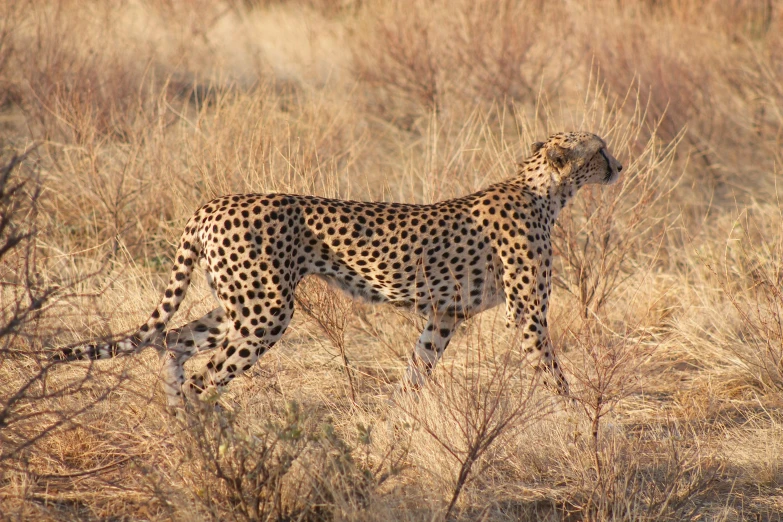 a cheetah standing in a field full of brown bushes