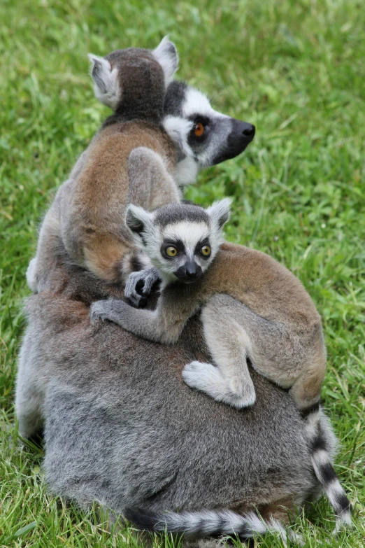 three lemurets on top of each other in the grass