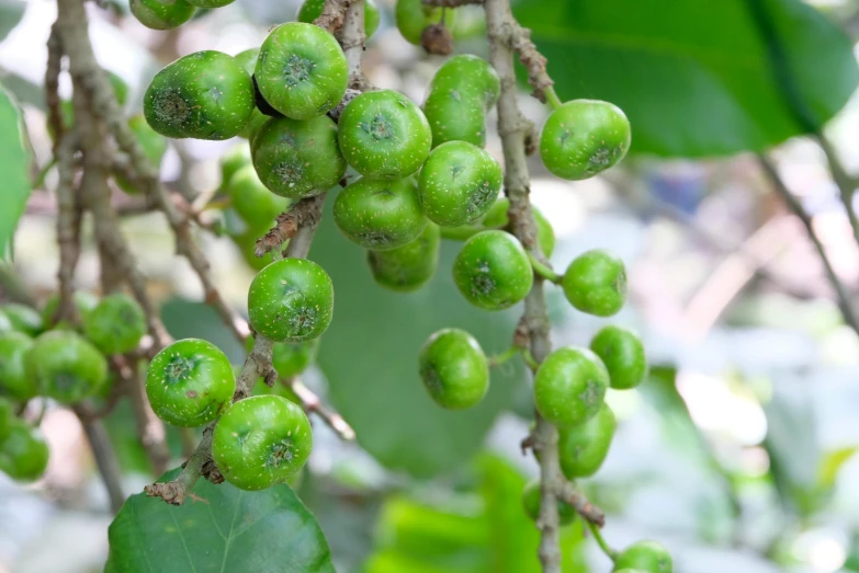 a bunch of green berries are hanging from a nch