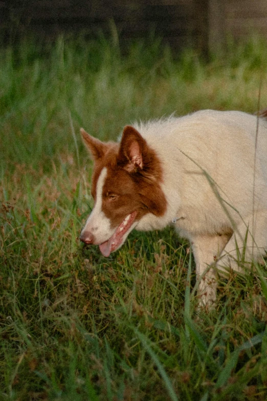 a red and white dog is in tall grass