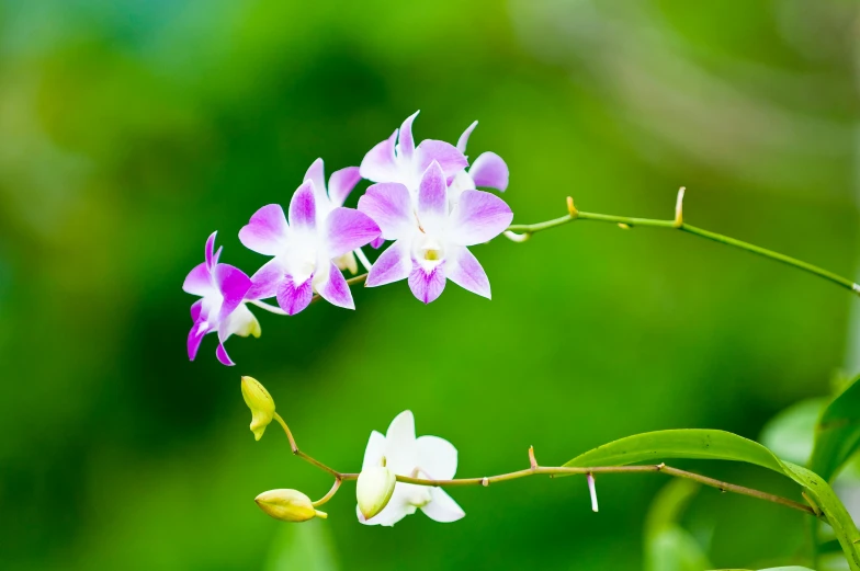 some pink and white flowers in a green background