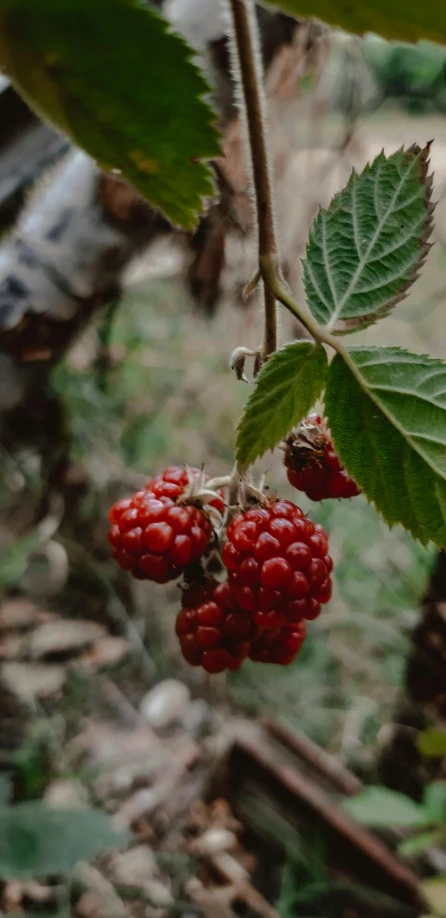 a bunch of red berries hanging from a green leaf