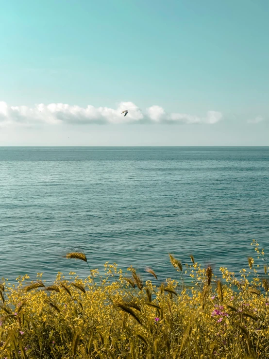 sea gull flying low above a large body of water